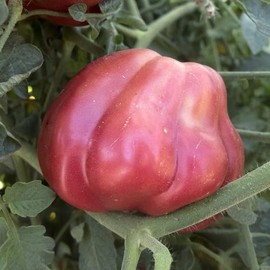 Oaxacan Pink Tomato Seeds - 0.25 Oz ~1700 Seeds - Non-GMO, Heirloom - Vegetable Garden - Solanum lycopersicum