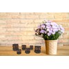 SusggO Set of 6 Small Wooden Owls - 3 Sizes