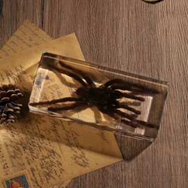 Pokiphip Taxidermy Spider, Real Spider Specimens Animal Specimen in Resin for Science Classroom Science Education, Great Gift for Fans of Taxidermy, Animal Skull, Oddities, Biology (5.5x2.5x0.7 Inch)