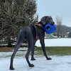Jolly Pets - Pelota de Juguete, Azul, 8 Pulgadas