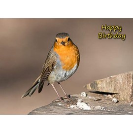Robin Birthday Card