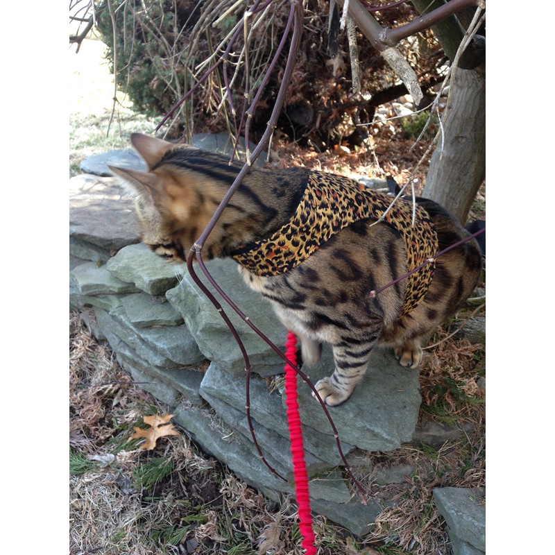 Mynwood Cat Jacket/Harness Cheetah Kitten up to 8month
