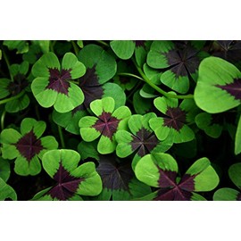 Iron Cross Shamrock Bulbs - 5 Bulbs to Plant - Good Luck Plant - Fast Growing Year Round Color Indoors or Outdoors - Oxalis Shamrock Bulbs