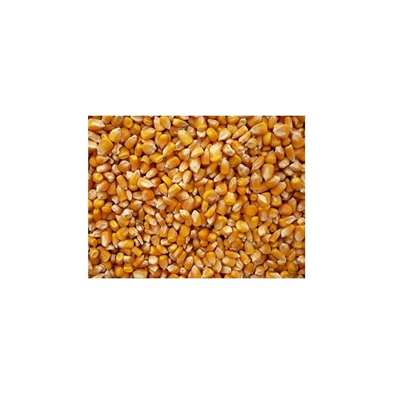 Bulk Grains 100% Organic Yellow Popcorn Bulk 5 Lbs