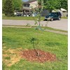 3Pcs Tree Stake Kit, 3Pcs 30CM Heavy Duty Tree Stake