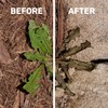 Spruce Weed Killer Spray - Snap & Spray Weed &