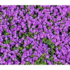 Flowers Purple Rock Cress Seeds | Perennial Aubrieta Groundcover - Bulk - 400+