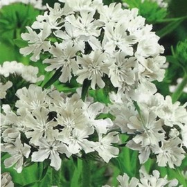 Outsidepride 50000 Seeds Perennial Lychnis Snowstar White Flower Seeds for Planting