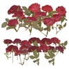 HAIOPS Pressed Rose, 24PCS Natural Rose for Resin Scrapbook Candle