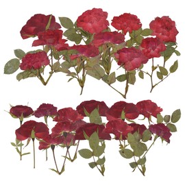 HAIOPS Pressed Rose, 24PCS Natural Rose for Resin Scrapbook Candle Soap Making, Red