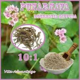 Vita Advantage Natural PUNARNAVA 10:1  Boerhavia Diffusa  - 500g