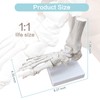 Merinden Life-Size Human Foot and Ankle Joint Anatomy Model -