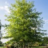 Generic Shumard Oak, Shade Tree, Ample Size, Drought Resistant, Acorn
