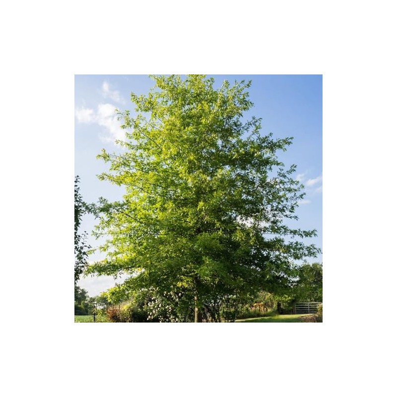 Generic Shumard Oak, Shade Tree, Ample Size, Drought Resistant, Acorn