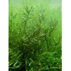 50 Plant Stems Pack - Live Aquatic Freshwater Plants -