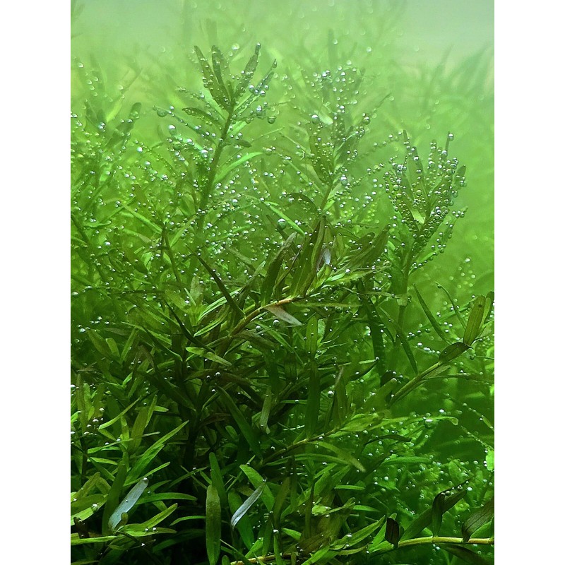 50 Plant Stems Pack - Live Aquatic Freshwater Plants -