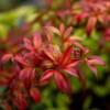 Shrubs Dwarf Nandina Firepower Shrub, Heavenly Bamboo, 4-12" Tall Live