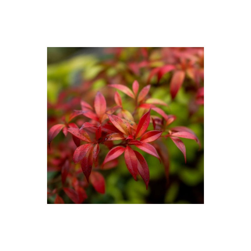 Shrubs Dwarf Nandina Firepower Shrub, Heavenly Bamboo, 4-12" Tall Live
