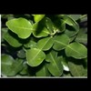 Homemade Organic Kaffir Lime Leaves Dried 1 oz