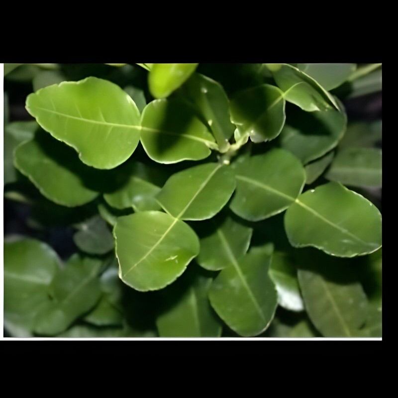 Homemade Organic Kaffir Lime Leaves Dried 1 oz