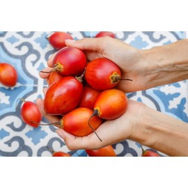 CZ Grain 10 Tomato Tree Seeds for Planting Tamarillo Cyphomandra betacea