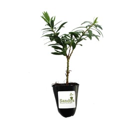 Sandys Nursery Online Bottlebrush Dwarf Shrub Red Flower, Little John Callistemon, Starter Plant, Lot of 3