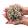 ⭐ Gardenera Premium Natural Spanish Moss | Natural Preserved -