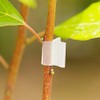 JCBIZ 100pcs Clear Horticulture Grafting Clamps 2mm Plastic Plant Grafting