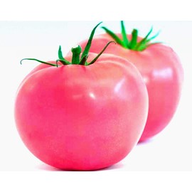 Large Pink Tomato Seeds for Planting Around 30 Seeds to Plant Non-GMO