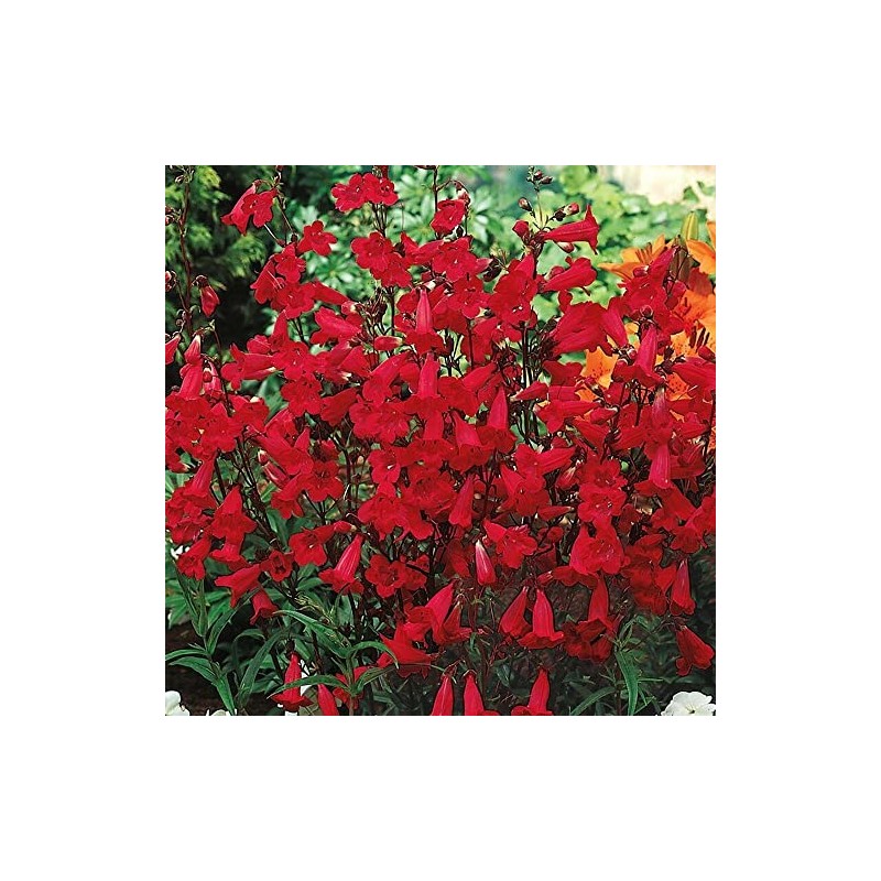 250 Penstemon Flower Seeds EATON'S Red Hummingbird Perennial Beardtongue Firecracker