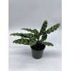 Florida House Plants Calathea Lancifolia, Rattlesnake, Prayer Plant, Rattle Snake,