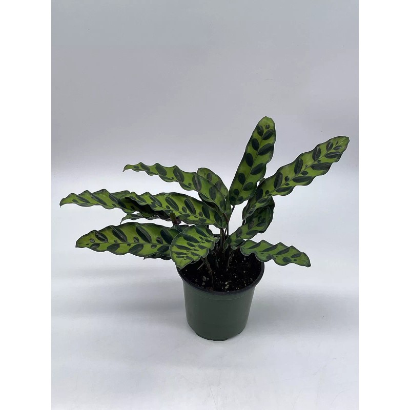 Florida House Plants Calathea Lancifolia, Rattlesnake, Prayer Plant, Rattle Snake,