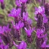 French Lavender Seeds (Lavandula stoechas) Packet of 20 Seeds