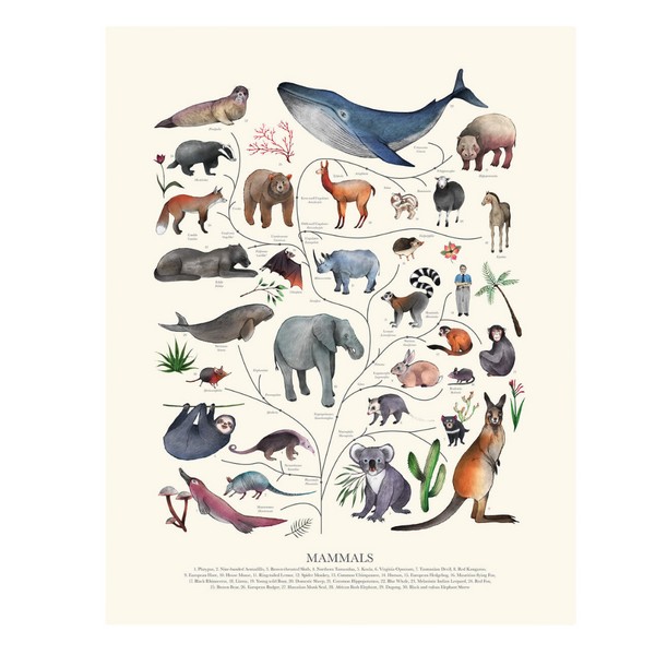 Allira Tee Tree of Life: Mammals