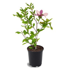 Alexandrina Japanese Magnolia, Pink Flowering Ornamental Tree, 12-18 inch, 1 gal. Nursery Pot, (Due to Agricultural Laws, we Cannot Ship to California, Arizona, Alaska, or Hawaii)