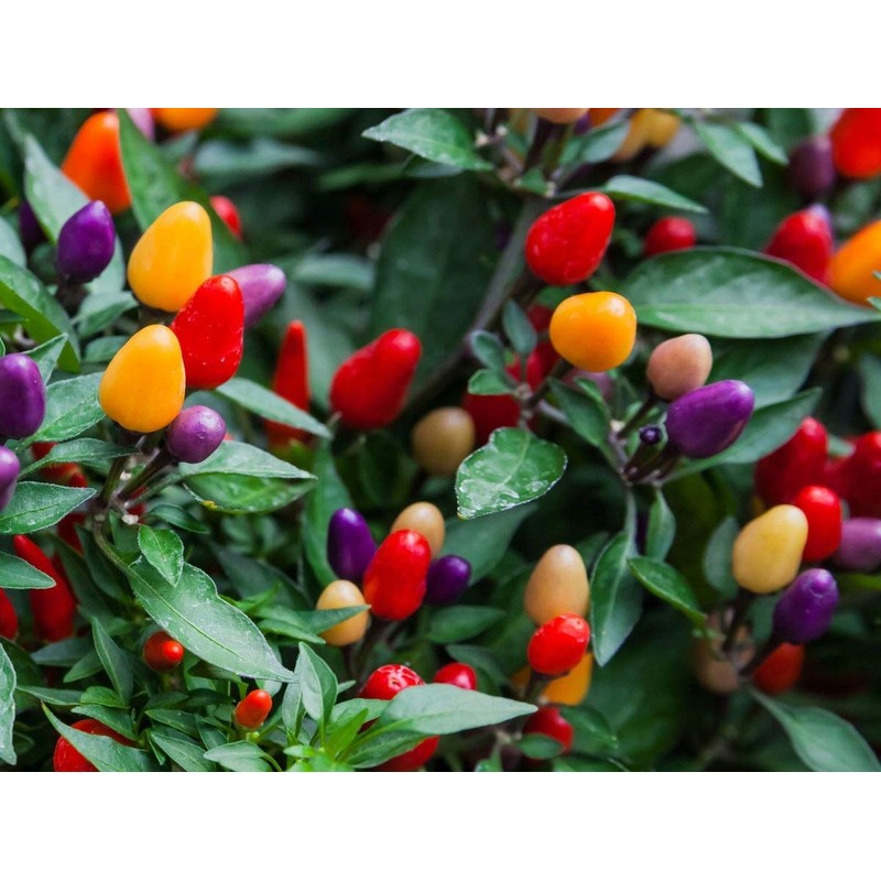 Seeds4planting - Seeds Ornamental Chili Pepper Hot Mix Non GMO