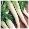Everwilde Farms - 500 Organic Lunar White Carrot Seeds -