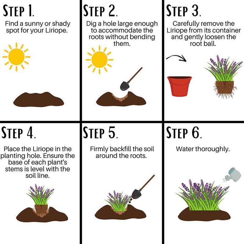 Liriope Grass, 1g, Green/Purple