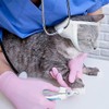 Mesh Transparent Cat Face Guard,PVC Cat Face Guard,PVC Mesh Clear