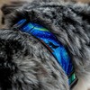 WOLFGANG/WildWolf Martingale (L Size) Width 1.0 inches (2.5 cm) x