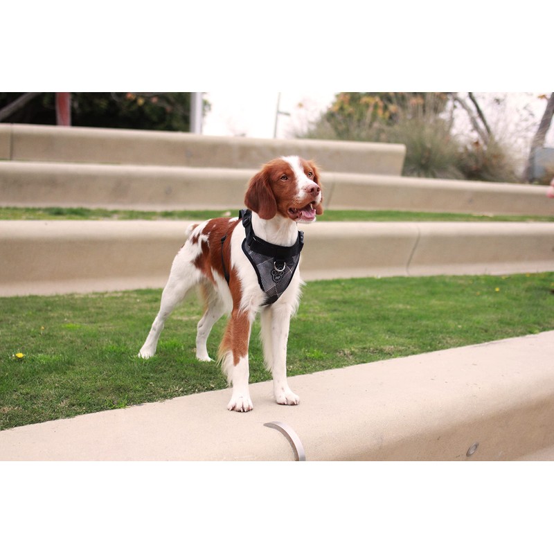 Canada Pooch Everything Dog Harness No Pull Adjustable Dog Walking
