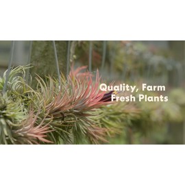 Air Plant Shop Staghorn Fern on Cedar Plank-Bulk/Who