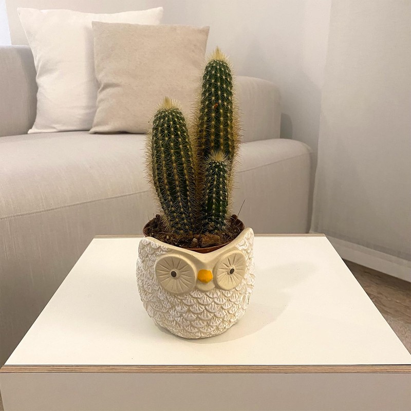 Owl Vase Hand Decorated Home Decoration for Flowers Plants Succulents