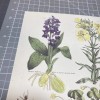 Botanical wood sorrel primrose spotted orchid for Paper cut 3D