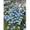 Fukukkaen Early Blooming Western Morning Glory Early Heavenly Blue Flower
