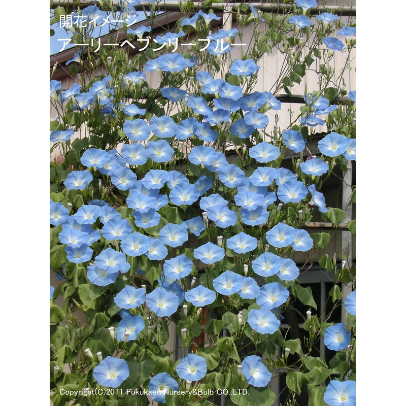 Fukukkaen Early Blooming Western Morning Glory Early Heavenly Blue Flower