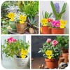 100 Pack Yellow Sticky Fly Traps for Indoor and Outdoor