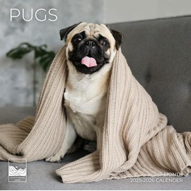 July 2025- December 2026 Pugs Wall Calendar 18 Month | 12" x 24" Open | Giftable Dog Calendar 2026 | Thick & Sturdy Paper for Organizing & Planning | Pacific Waters Press (Pugs)