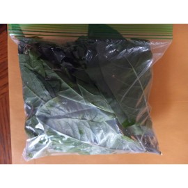 Fresh organic Anamu herb, hen weed guinea, petiveria alliacea, 4 oz