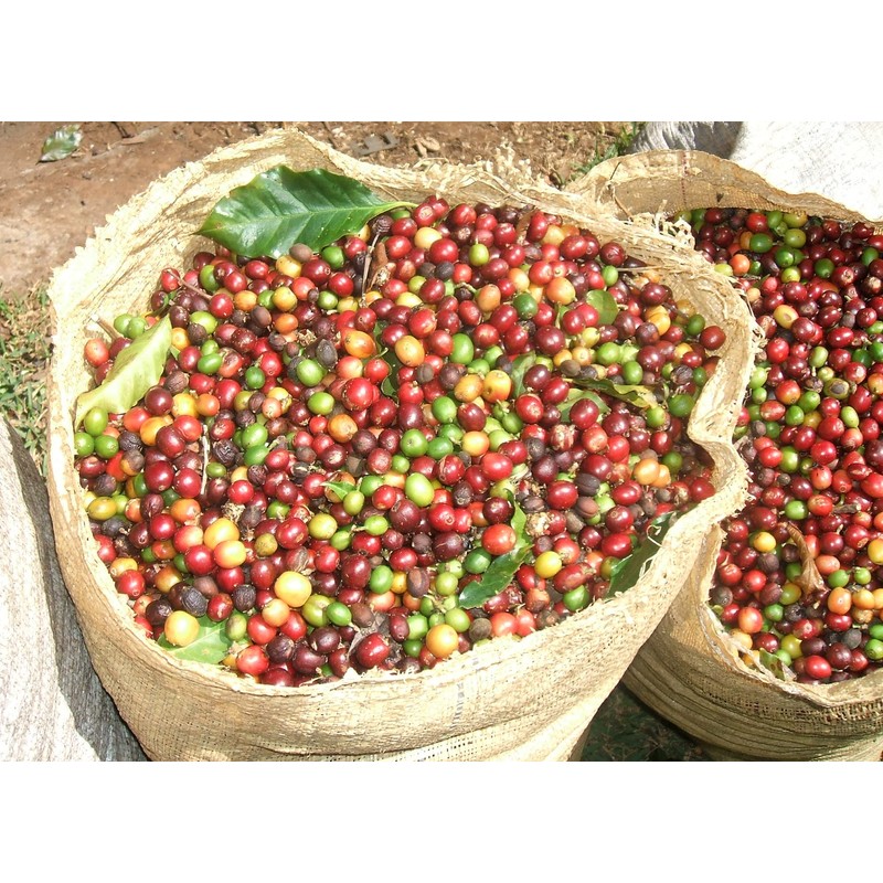 Moreish Coffee Bags - Ethiopian Sidamo (50 Single Origin Coffee